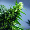 Pěstovat marihuanu je nyní legální!