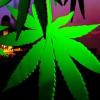 Fotky z Reflex Cannabis Cupu